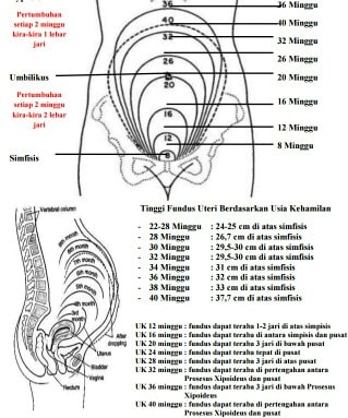 Tinggi fundus uteri pada ibu hamil (sumber: theasianparent.com)
